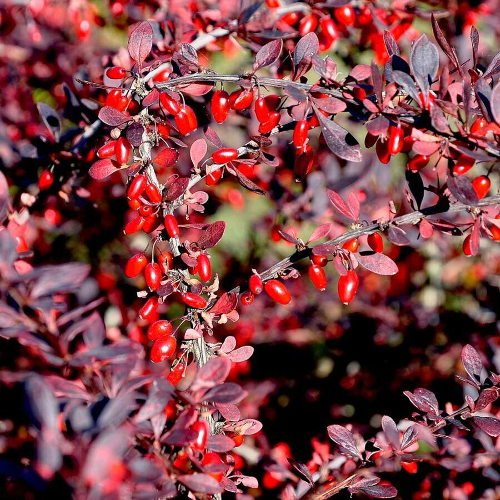 Барбарис (корень) 500гр.