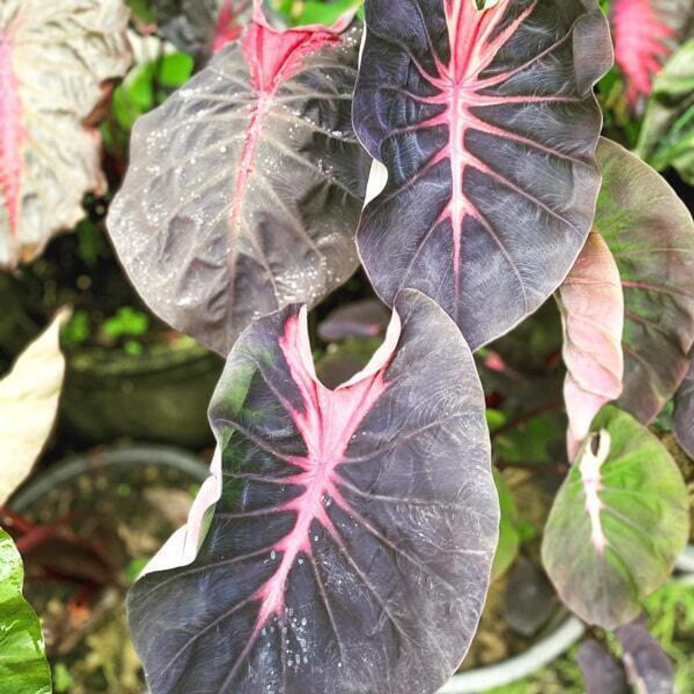 Колоказия NIRMALA