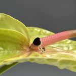 Кольцо Сердце с вишневым янтарём