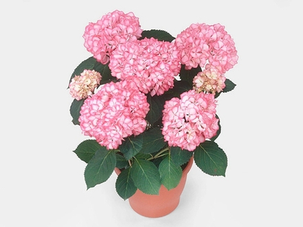 HOVARIA MIRAI/ХОВАРИЯ МИРАЙ (Стандарт поставки Р9)2025г.