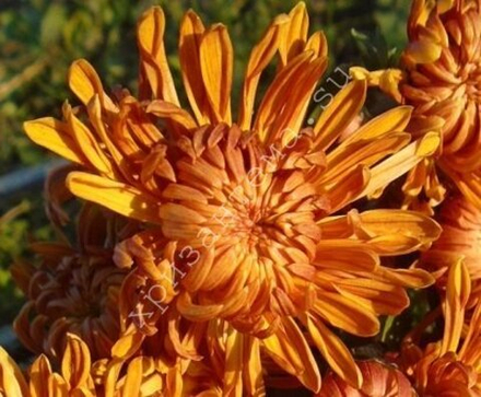 Хризантема домашняя солнечно желтая     (отгрузка Май)