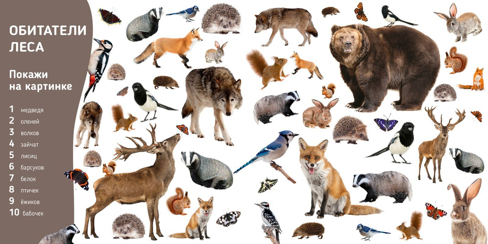 Познаем мир вместе. Мои первые животные. Фотокнига