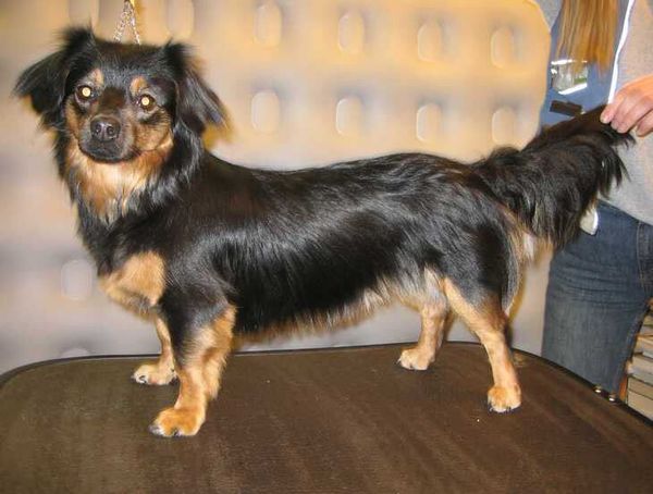 Ланкаширский хилер Ланкаширский хилер