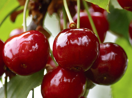 Саженец Вишни «Звездочка» (Дерево, Мичуринская классика, Десертный вкус)