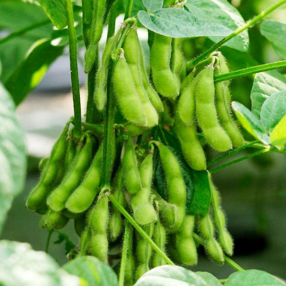 Зелёная Ультраскороспелая Овощная Соя - Эдамамэ