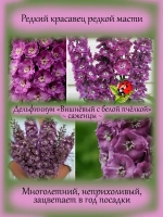 Дельфиниум Вишнёвый с белой пчелкой Cherri Blossom White Bee