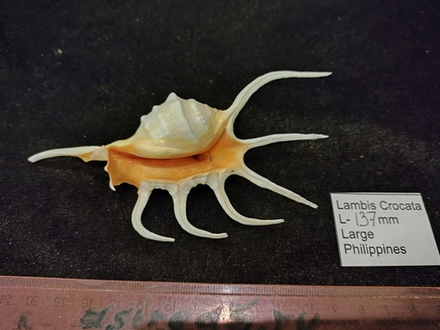 Лямбис Кроката 130-150мм