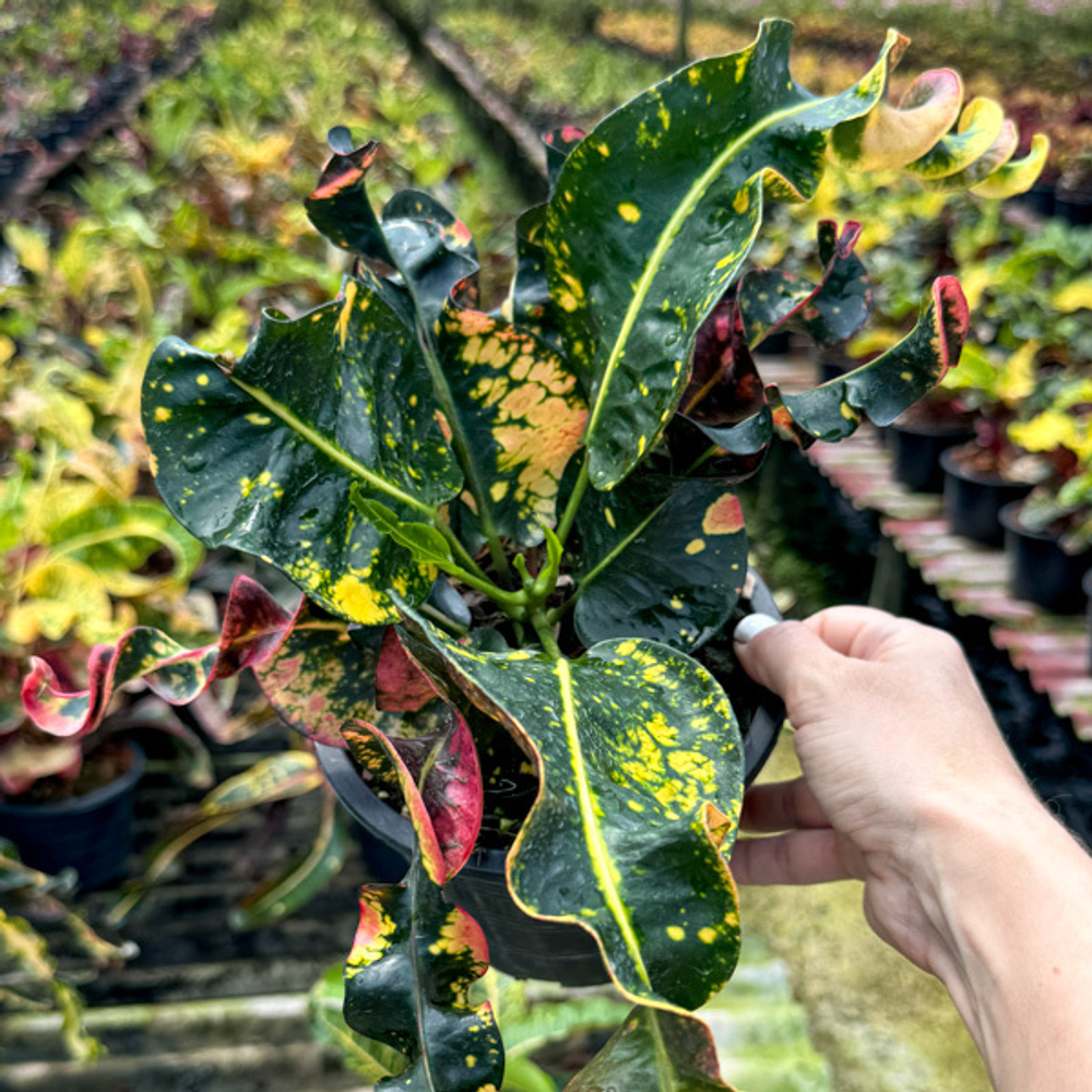 Кротон LOMPHRAYA
