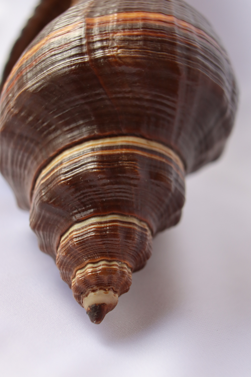 Ракушка Пугилина морио (Pugilina morio), 14см, 1шт