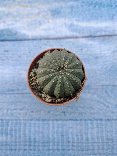 Euphoria Obesa (Эуфорбия)