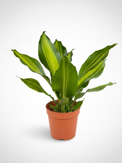 Драцена узколистная Golden Heart д.9