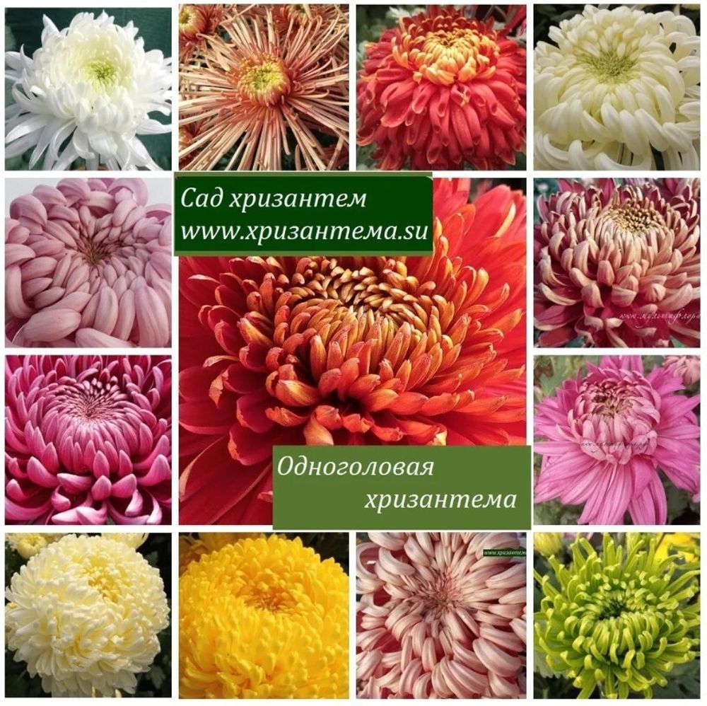 Набор крупноцветковых одноголовых хризантем (срез 20 шт черенков)