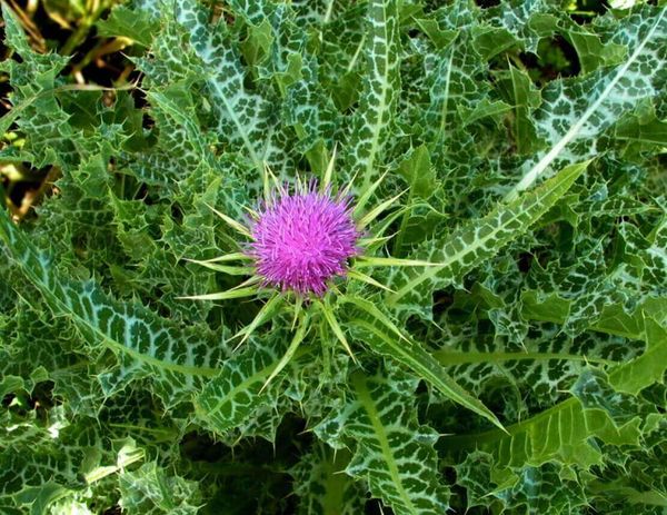 «Подарок Девы Марии» всем диабетикам