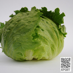 Руморс семена салата айсберг (Bejo / Бейо)