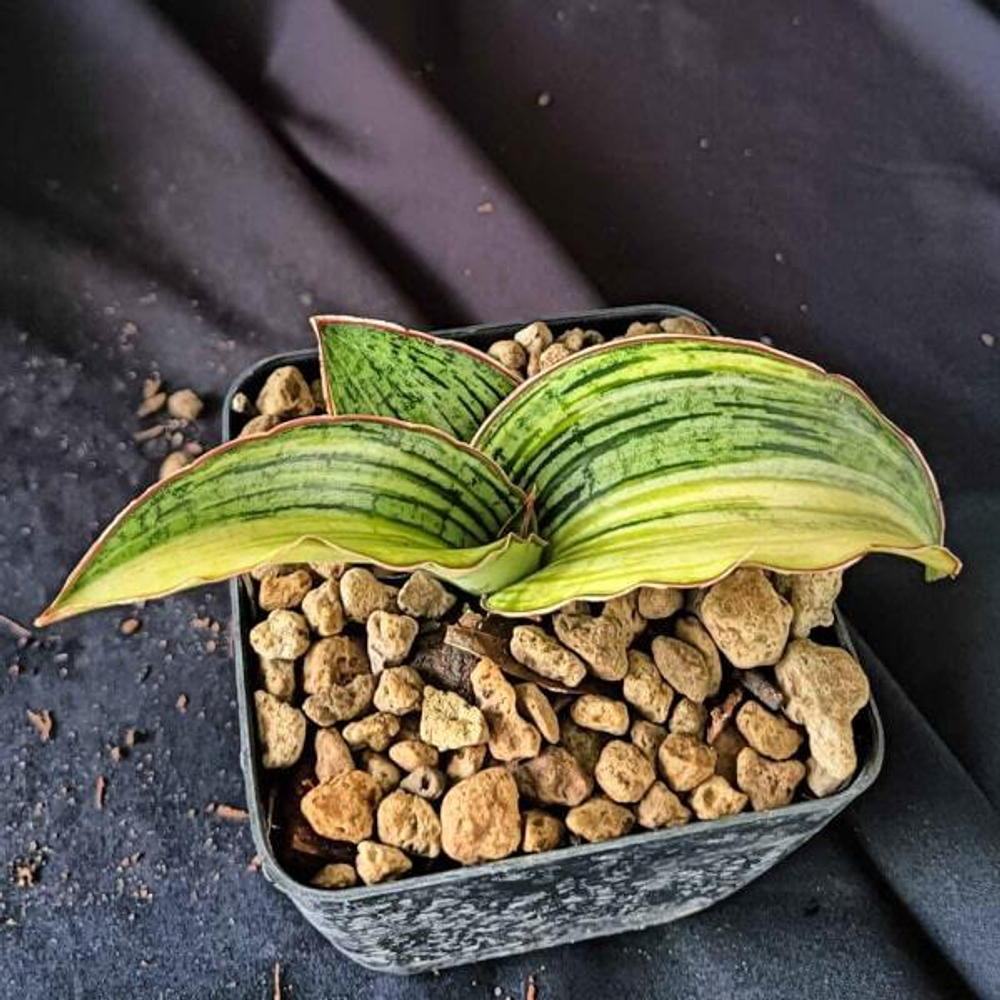 Сансевиерия CLEOPATRA VAR