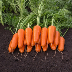 Каспий F1 семена моркови курода/шантане (Bejo / Бейо)