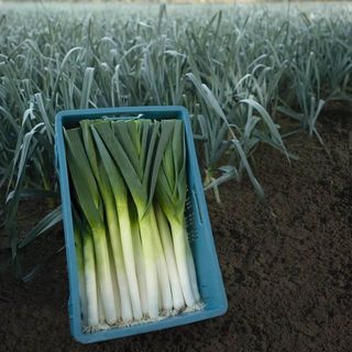 Лук порей Форрест 10 000(семян)