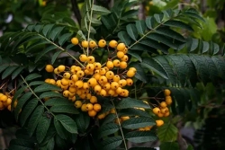 Рябина Саншайн штамб Закупка М66 апрель 2026