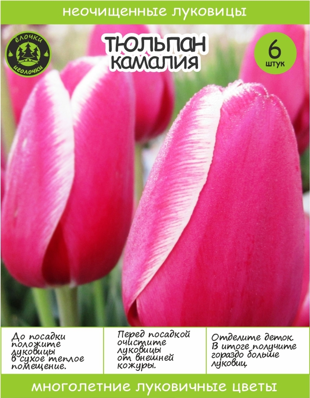 Тюльпан Луковица, Камалия, 6+шт
