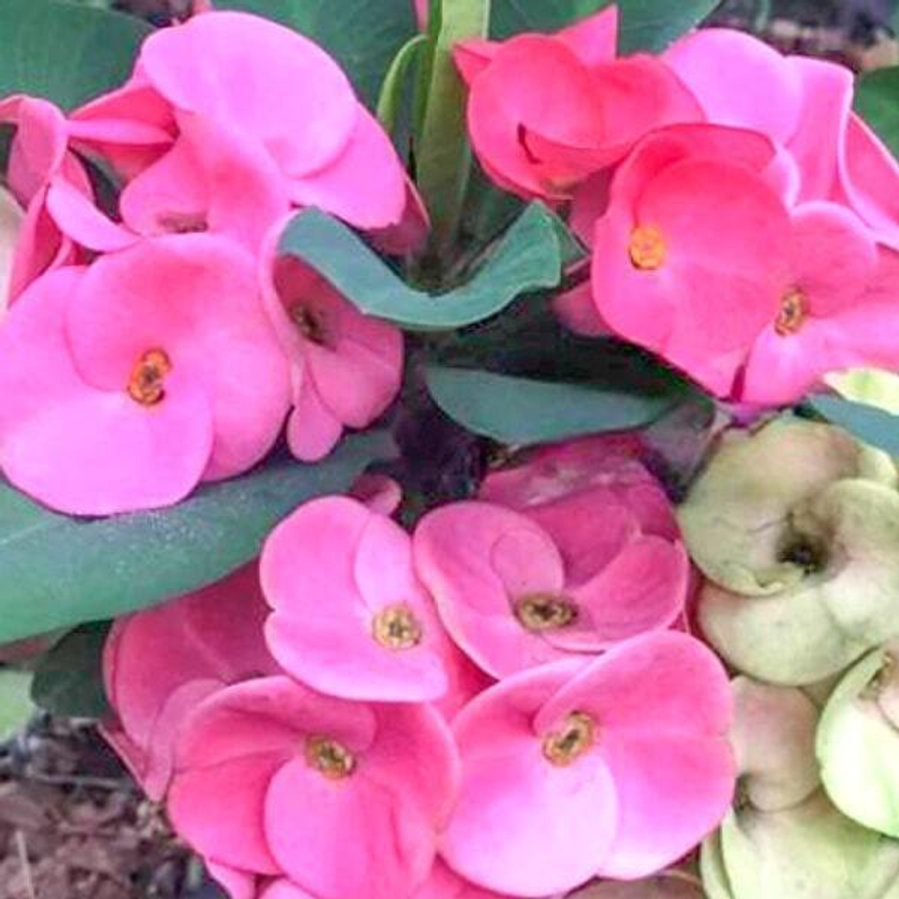 Эуфорбия Миля TIP KESORN