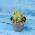 Euphorbia meloformis f. Variegated (Эуфорбия вариегатная)
