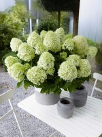 Гортензия метельчатая Литтл Спуки