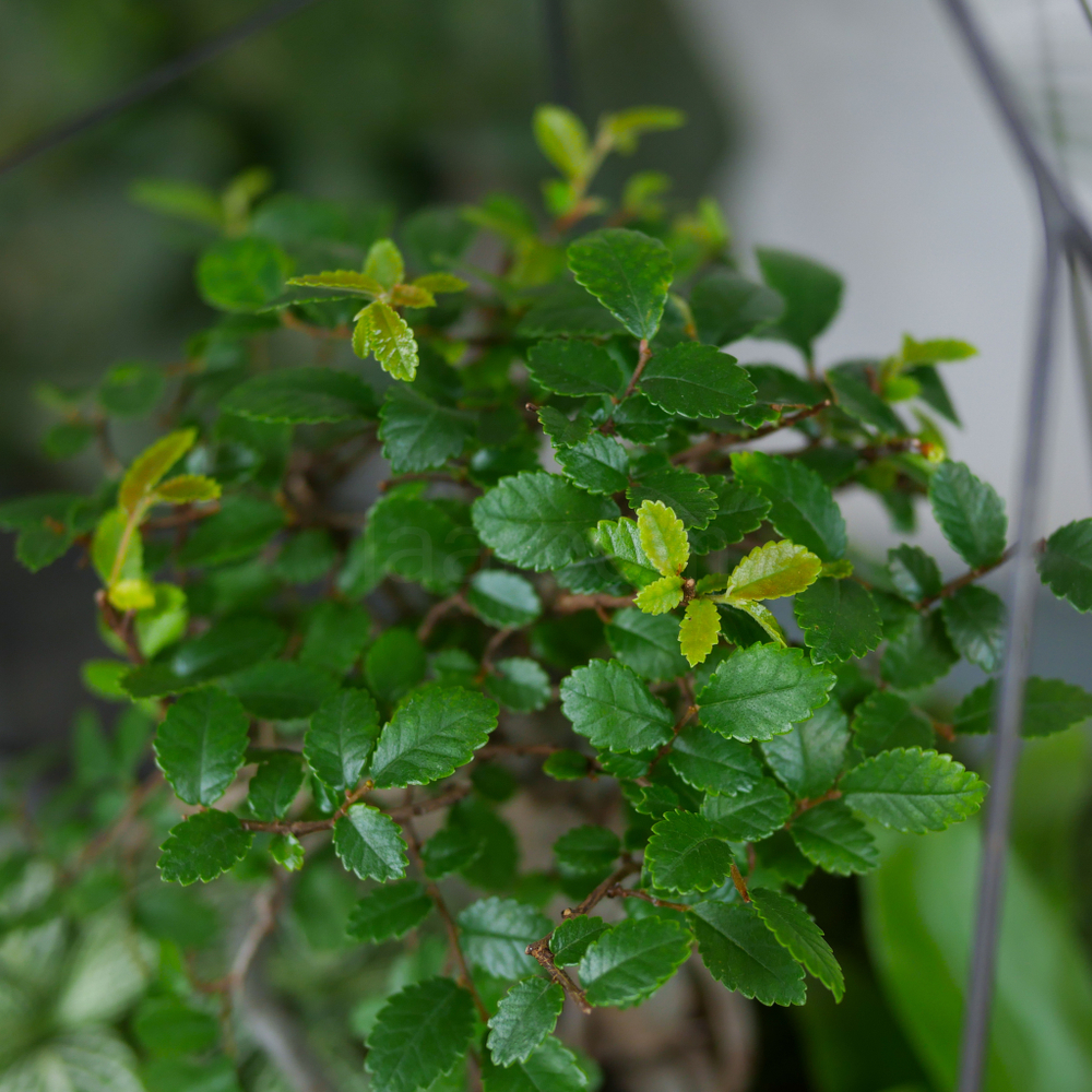 Готовый флорариум бонсай Японский вяз Айсберг