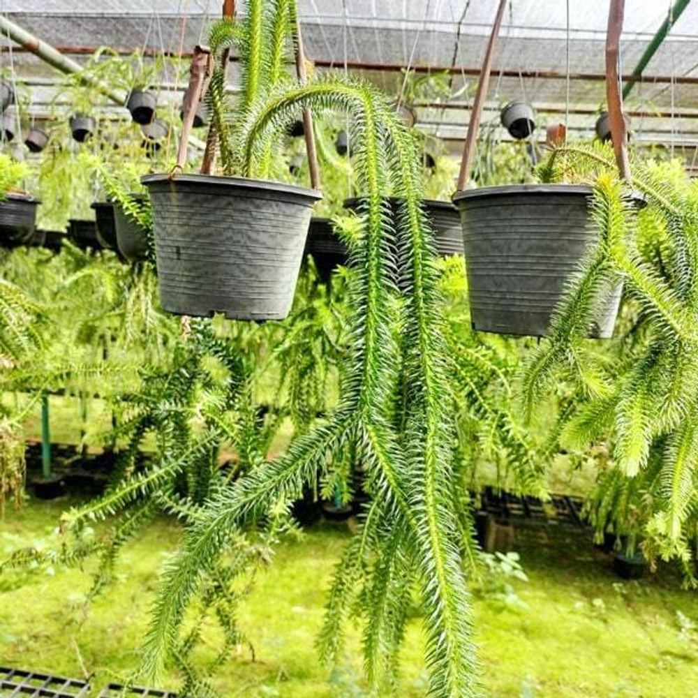 Хуперция H.SQUARROSA HANG SINGH