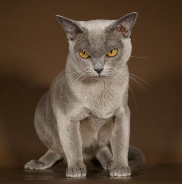 Бурманская короткошерстная кошка Бурманская короткошерстная кошка