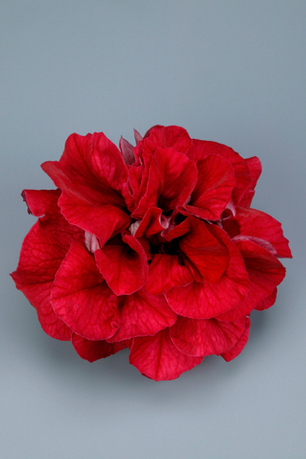 ЕВРО Петуния Surfinia Double Red укорененный черенок ОКС декабрь 25
