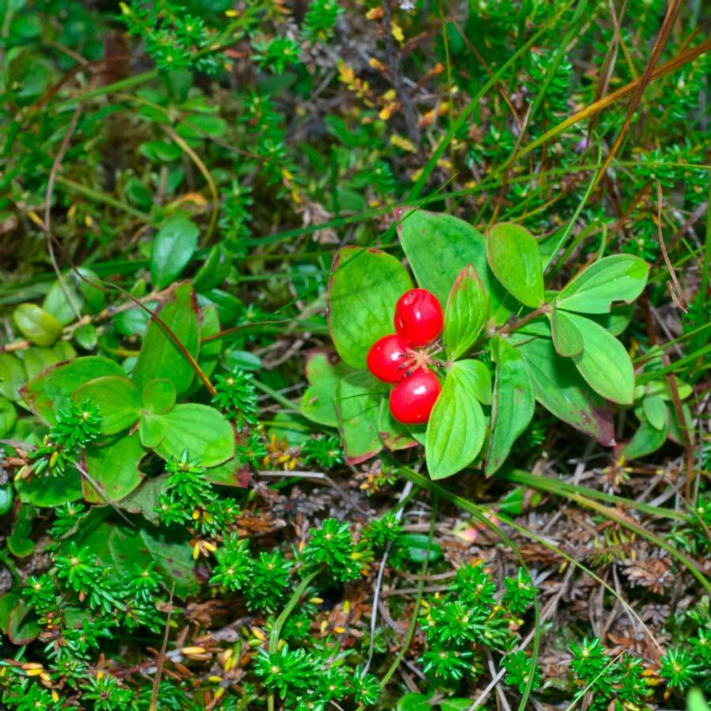 фотография толокнянки -adonnis.ru