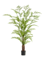 Папоротник Форест древовидный