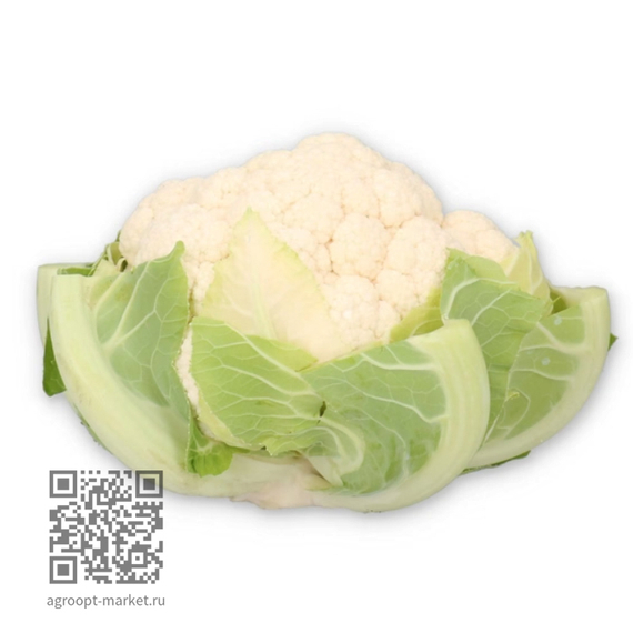 Леонел_F1_семена_капусты_цветной_Rijk_Zwaan_купить – фото 2