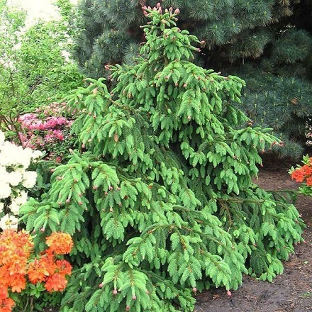 Ель обыкновенная Акрокона