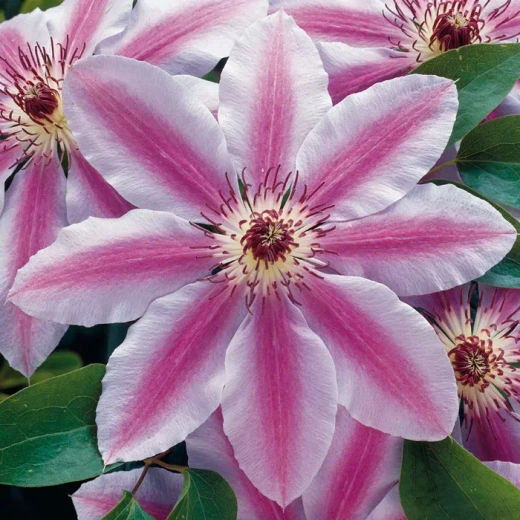 Клематис гибридный Нелли Мозер трехлетка наличие