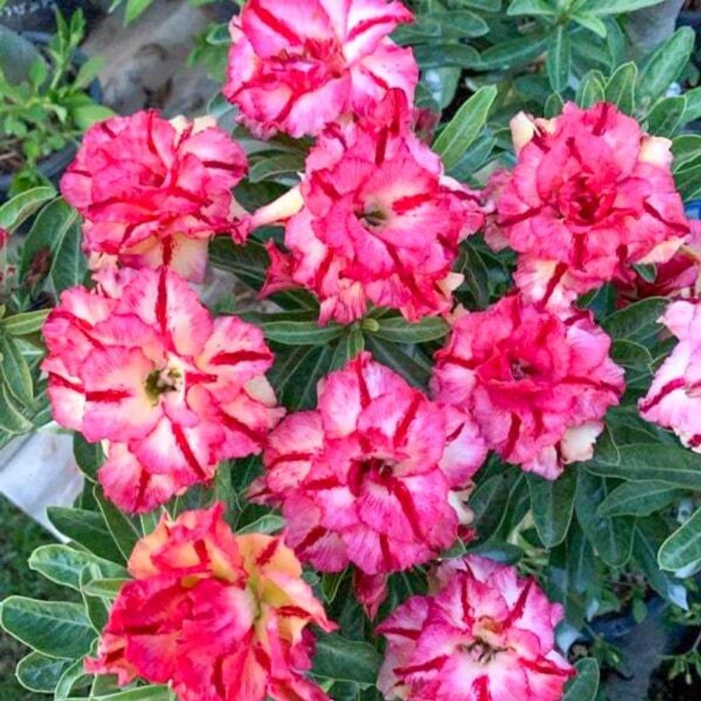 Адениум RUNG THONG