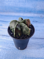 Astrophytum Myriostigma monstrosa (Астрофитум)