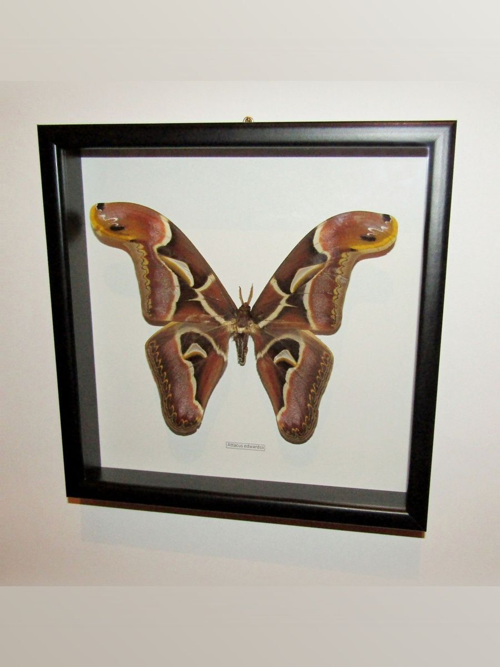 Бабочка Attacus edwardsii в рамке