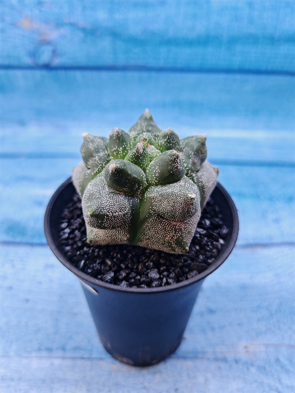Astrophytum Myriostigma monstrosa (Астрофитум)