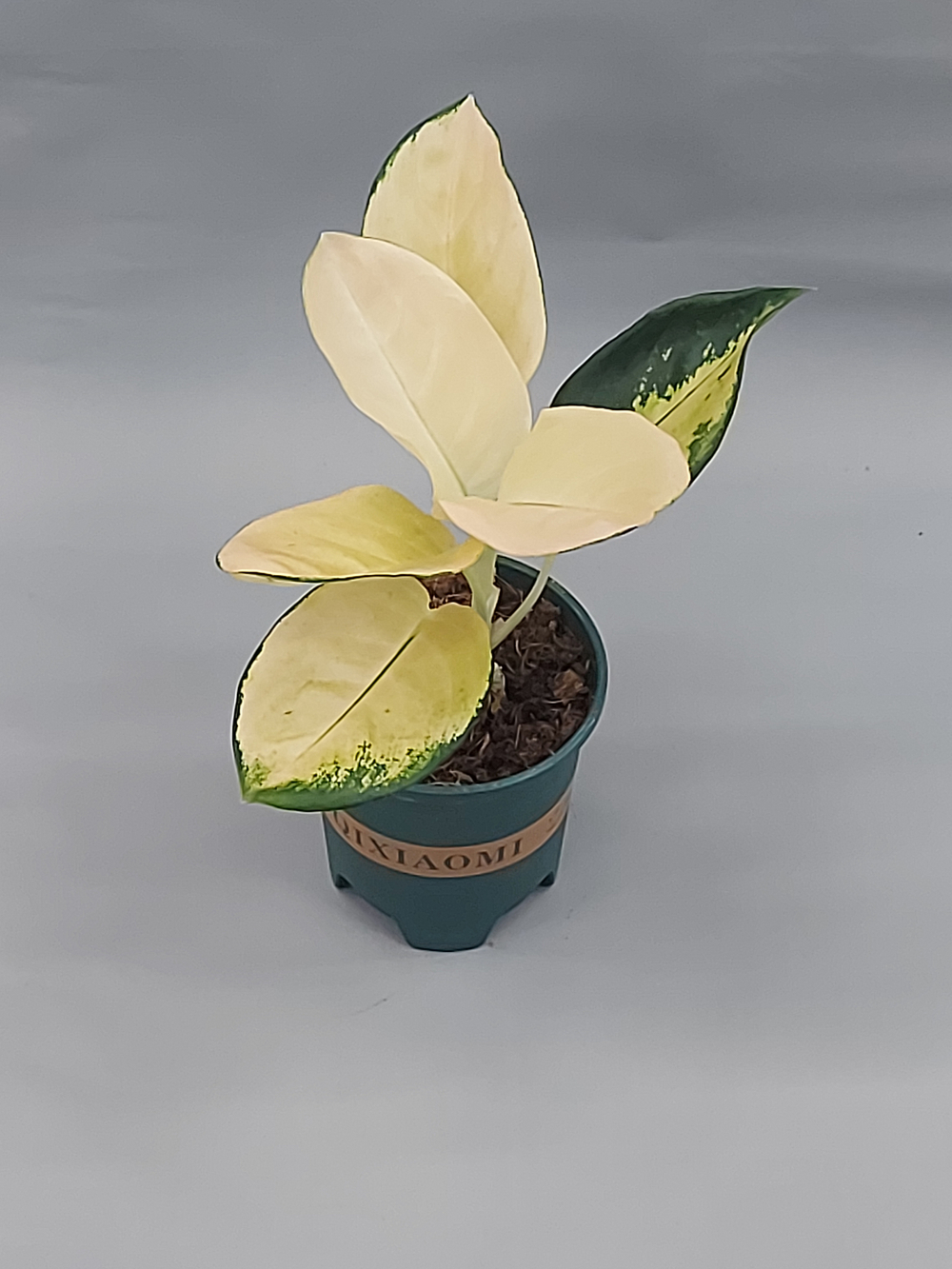 Аглаонема Кочин 12/30