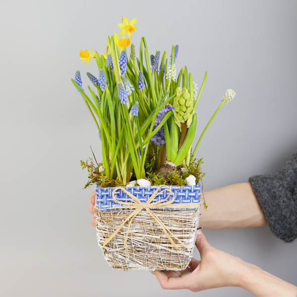 Композиция с первоцветами в синей корзине