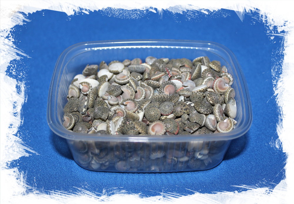 Ракушки Умбониум Вестериум, 1-1,5см, 100гр, 300шт