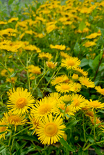 Девясил (корень)