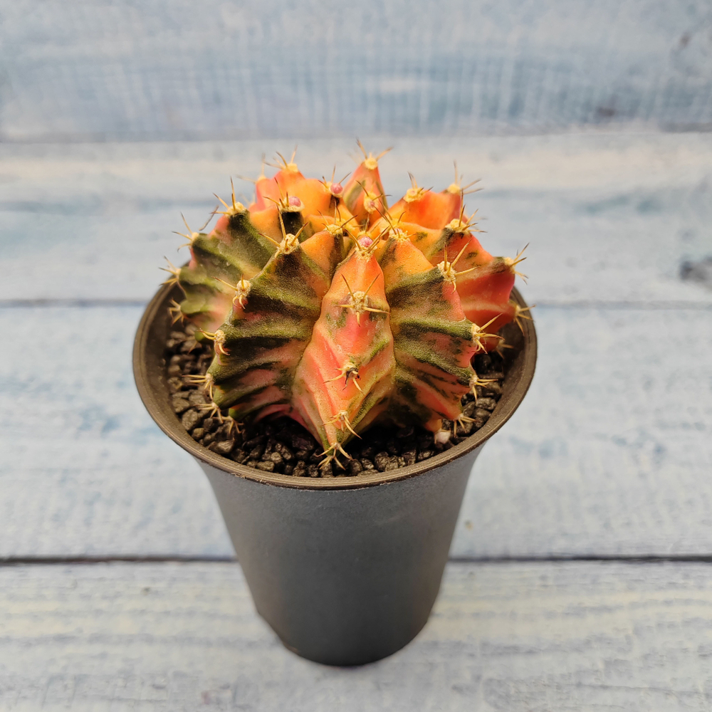 Gymnocalycium Variegata (Гимнокалициум Вариегатный)