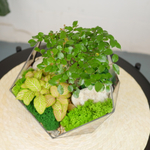 Готовый флорариум бонсай Сагереция Икос