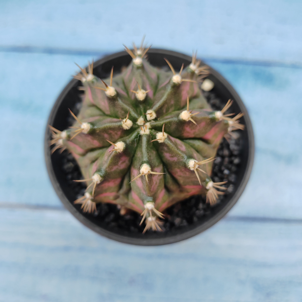 Gymnocalycium T-Rex Pink hybride (Гимнокалициум T-rex)