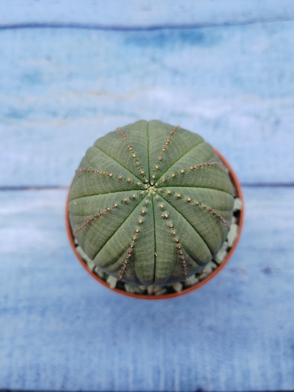 Euphorbia Obesa (Эуфорбия)