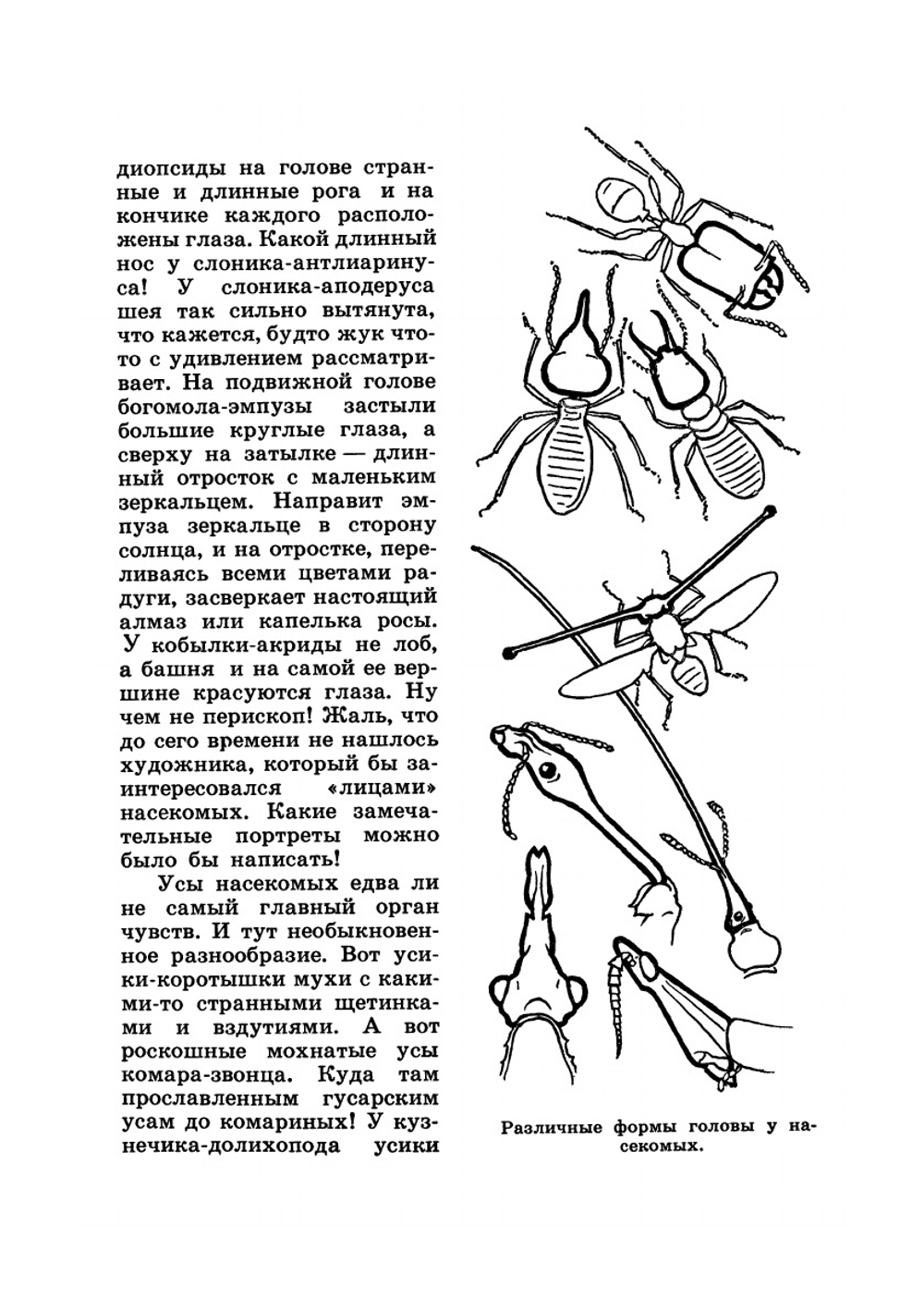 Юному энтомологу | П. И. Мариковский