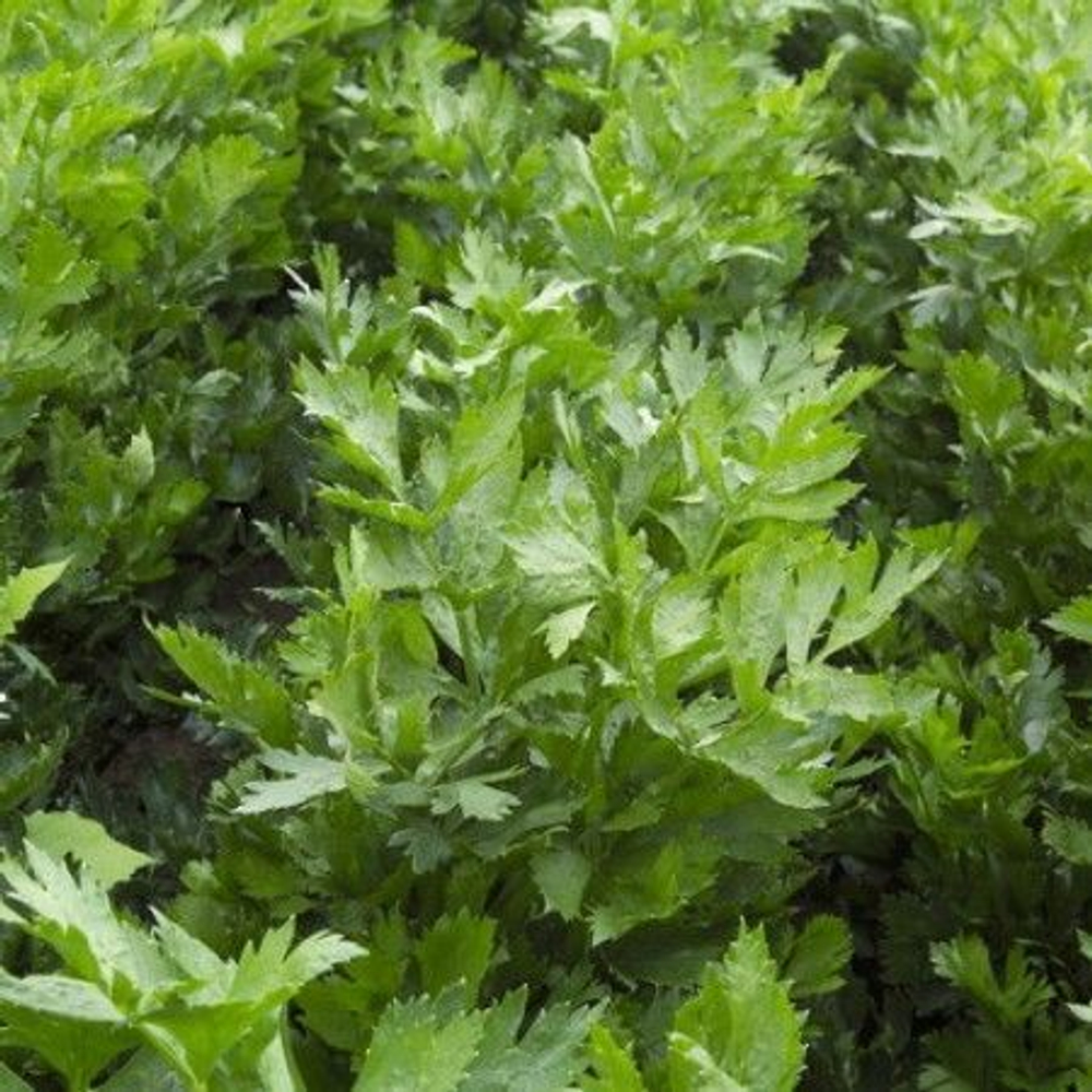 Артур семена сельдерея (Rijk Zwaan / Райк Цваан)