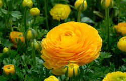 Ранункулюс Еллоу / Yellow (3 шт)
